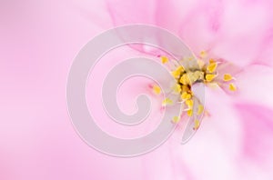Cherry Blossom or Sakura flower macro photo of petals,on pink background