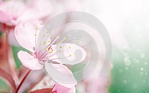 Cherry Blossom or Sakura flower on nature green background