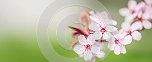 Cherry Blossom or Sakura flower on nature green background. banner photo.