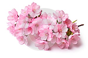 cherry blossom sakura flowers isolated on white background with clipping path, Cherry blossom sakura isolated on a white