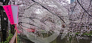 Paper Lantern And Cherry Blossoms Sakura Flowers, Tokyo, Japan