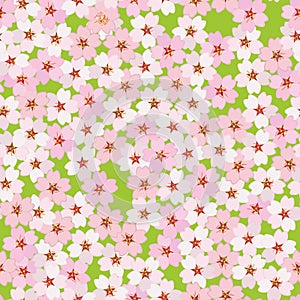 Cherry blossom. Sakura flowers. Seamless pattern