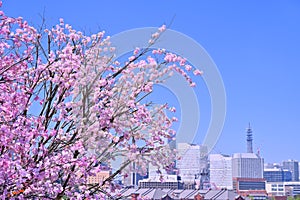Cherry blossom or Sakura full bloom with Cityscape of Yokohama city, Skyline and office building in Minatomirai, Yokohama city