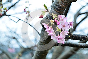 Cherry blossom, Sakura in Japan