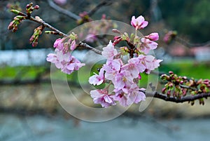 Cherry blossom, Sakura in Japan