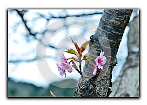 Cherry blossom, Sakura in Japan