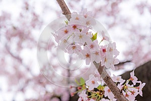 A cherry blossom or Sakura in Japan. The blooming flower represents the Spring and also is one of the Japanese famous symbol.