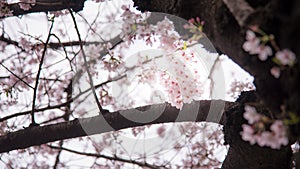 A cherry blossom or Sakura in Japan. The blooming flower represents the Spring and also is one of the Japanese famous symbol.