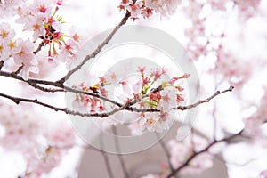 A cherry blossom or Sakura in Japan. The blooming flower represents the Spring and also is one of the Japanese famous symbol.