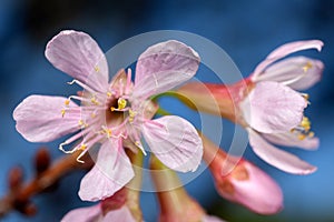 Cherry Blossom Sakura Japanese Prunus serrulata flowers