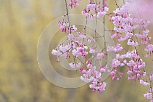 Cherry blossom, Sakura in Japanse, full blooming during spring s