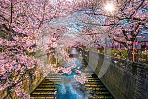 Cherry blossom sakura lined Meguro Canal