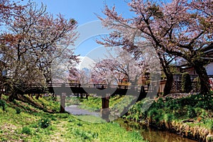 cherry blossom or sakura with mt. Fuji at Oshino Hakkai, Yamanashi