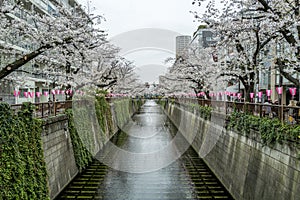 Cherry blossom (Sakura) in nearly full bloom on the Meguro River in Meguro, Tokyo