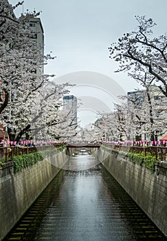 Cherry blossom (Sakura) in nearly full bloom on the Meguro River in Meguro, Tokyo