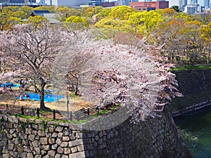 Cherry blossom sakura at Osaka castle park