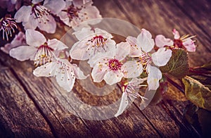 Cherry blossom sakura on rustic wooden table vintage retro