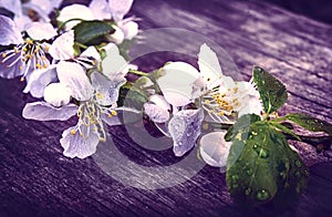 Cherry blossom sakura on rustic wooden table vintage retro