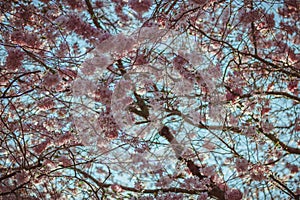 Cherry blossom in the Sakura season.