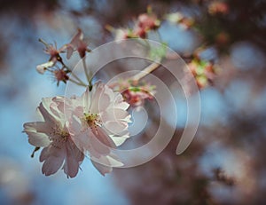 Cherry blossom in the Sakura season.