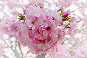 Cherry Blossom, Sakura season Background.