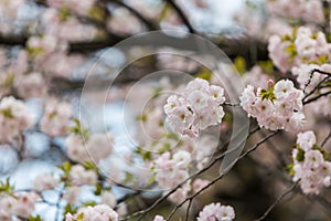 Cherry Blossom, Sakura season in Japan.