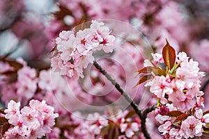 Cherry Blossom, Sakura season in Japan