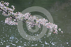 Cherry Blossom, Sakura season in Japan.