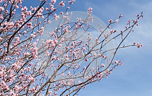 Cherry Blossom, Sakura season in Japan.