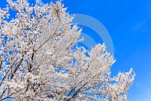 Cherry Blossom, Sakura season in Japan.