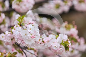 Cherry Blossom, Sakura season in Japan.