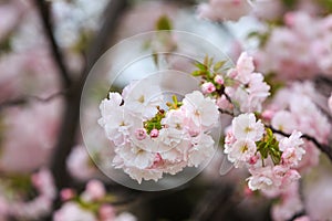 Cherry Blossom, Sakura season in Japan.