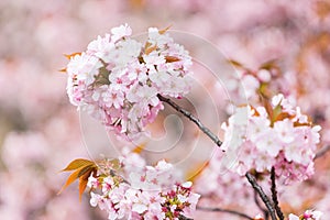 Cherry Blossom, Sakura season in Japan.