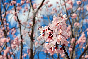 Cherry Blossom, Sakura season in Japan.