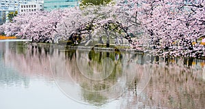 Cherry Blossom, Sakura season in japan