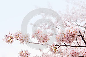 Cherry Blossom, Sakura season in korea,Backgroun.