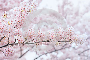 Cherry Blossom, Sakura season in korea,Backgroun.