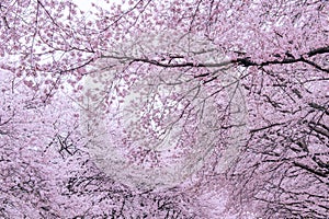 Cherry Blossom, Sakura season in korea,Backgroun.