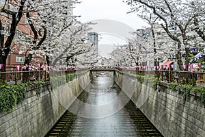 Cherry blossom (Sakura) season on the Meguro River in Meguro, Tokyo