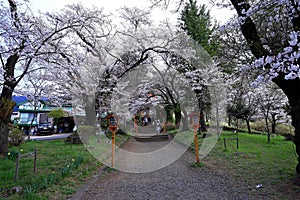 cherry blossom (sakura ) in spring from Arakurayama Sengen Park