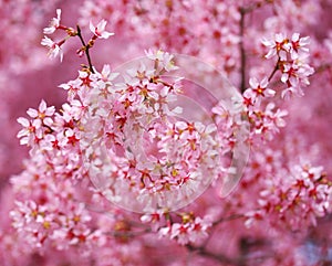 Cherry Blossom. Sakura in Springtime