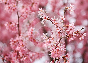 Cherry Blossom. Sakura in Springtime