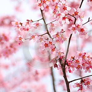 Cherry Blossom. Sakura in Springtime.