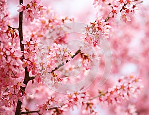 Cherry Blossom. Sakura in Springtime.