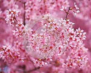 Cherry Blossom. Sakura in Springtime