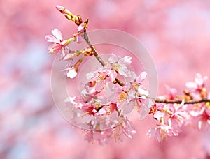 Cherry Blossom. Sakura in Springtime