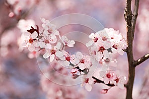 Cherry Blossom. Sakura in Springtime