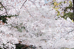 Cherry blossom sakura of Tokyo in Japan