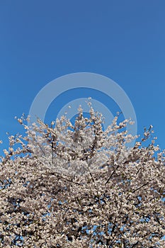 Cherry blossom on a Sakura tree