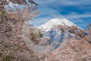 Cherry blossom (Sakura tree) and Mountain Fuji, view from Oshino Hakkai in spring season